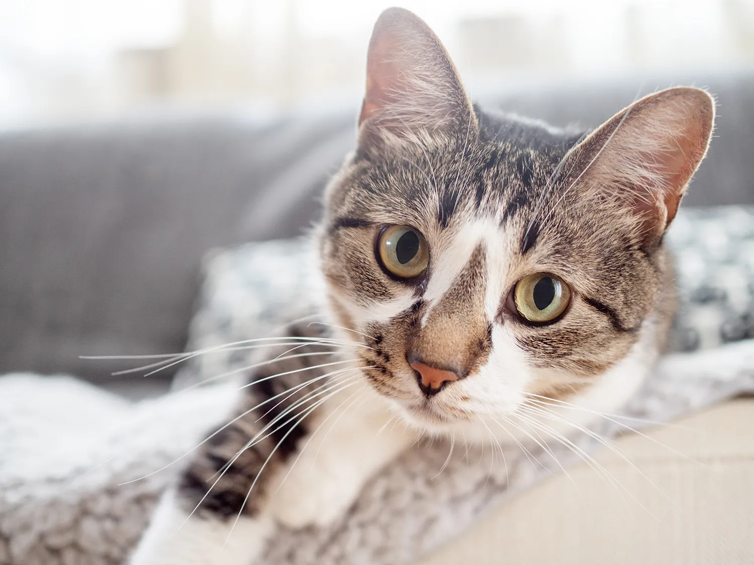 Katze von Tierschutzverein Pforzheim und Umgebung e.V
