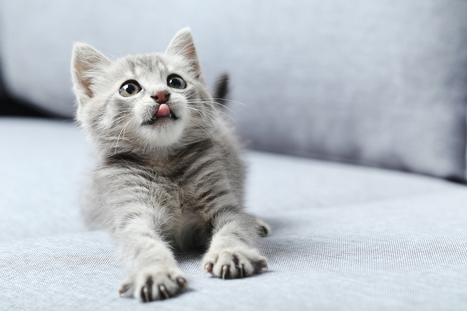 Katze von Tierschutzverein Pforzheim und Umgebung e.V