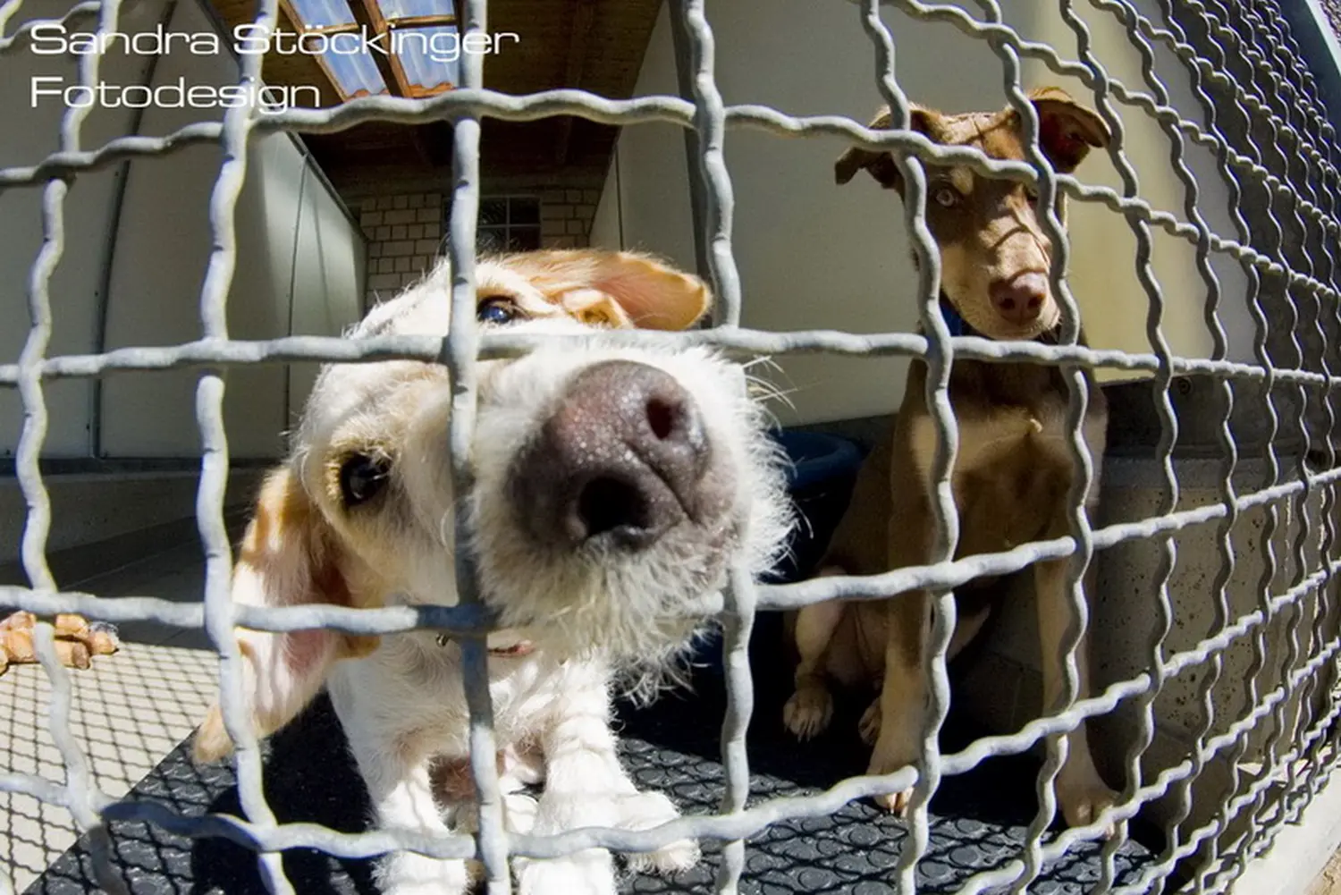 Kuhbaby und Hund von Tierschutzverein Pforzheim und Umgebung e.V 
