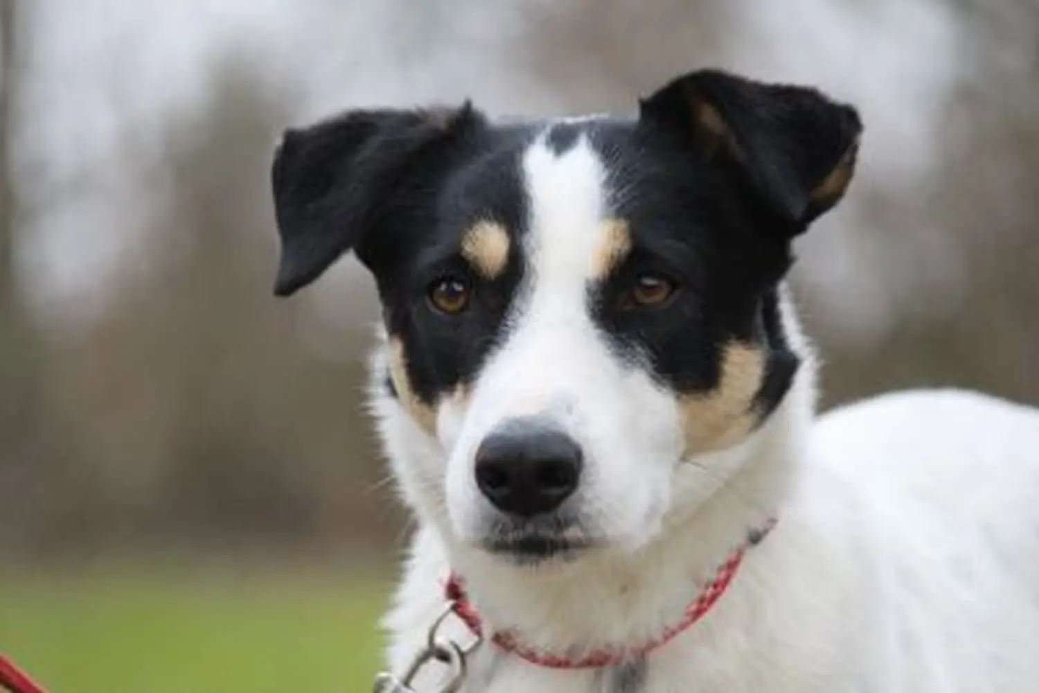 Hund von Tierschutzverein Pforzheim und Umgebung e.V