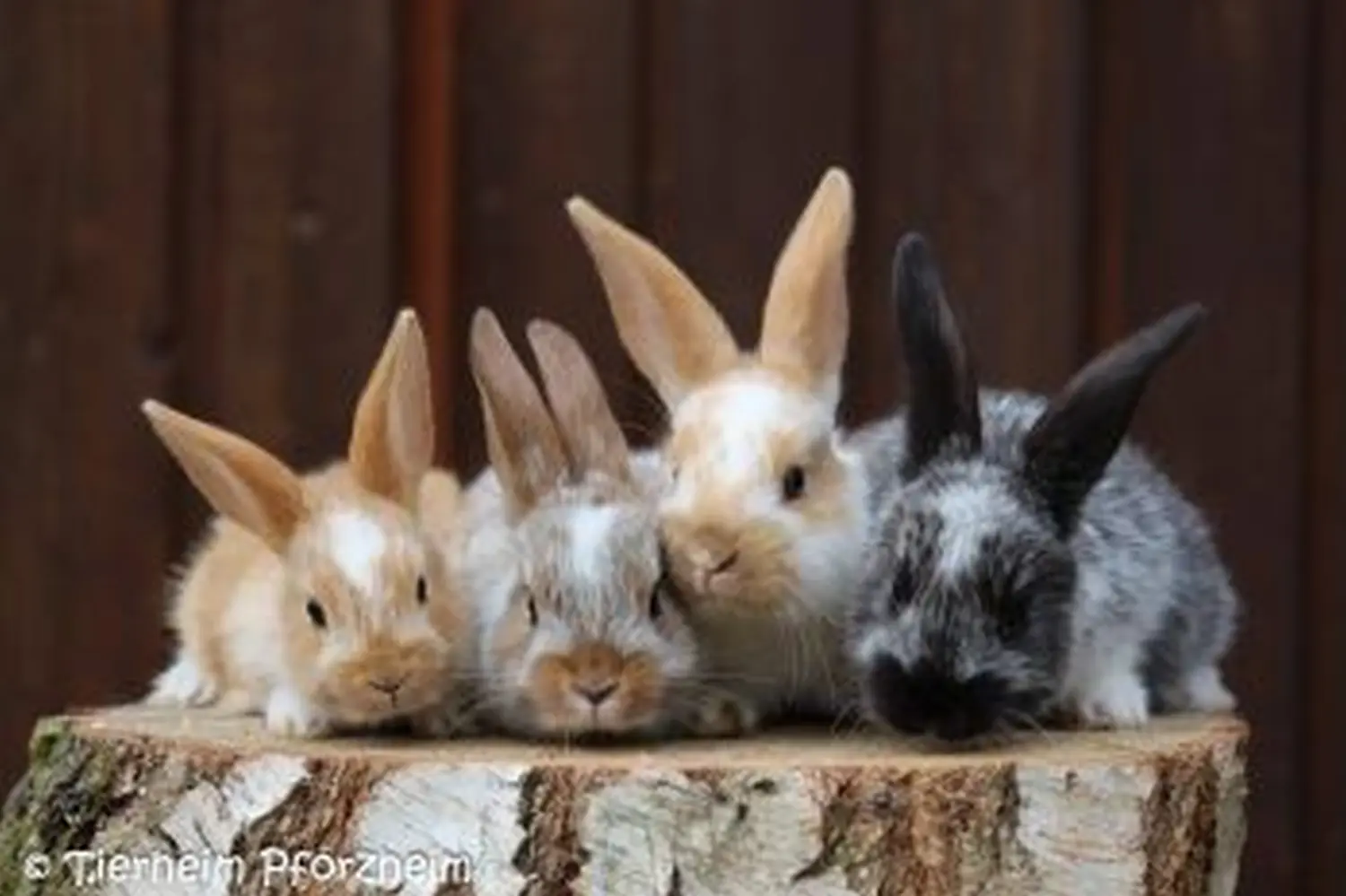 Kaninchen von Tierschutzverein Pforzheim und Umgebung e.V