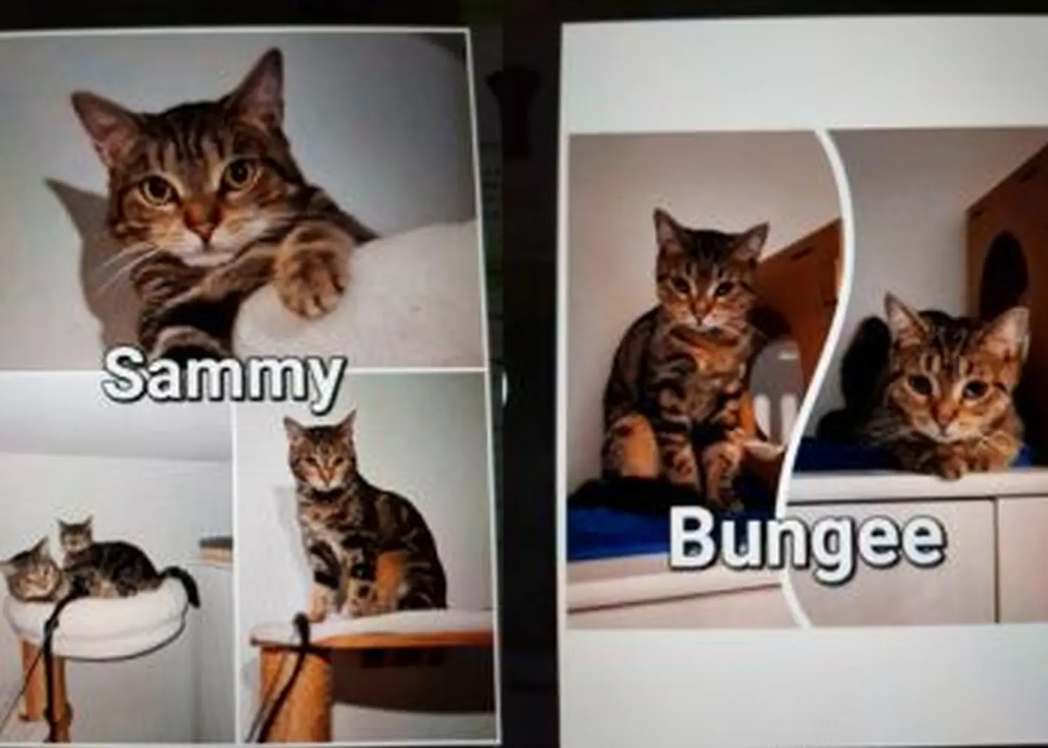 Katze von Tierschutzverein Pforzheim und Umgebung e.V