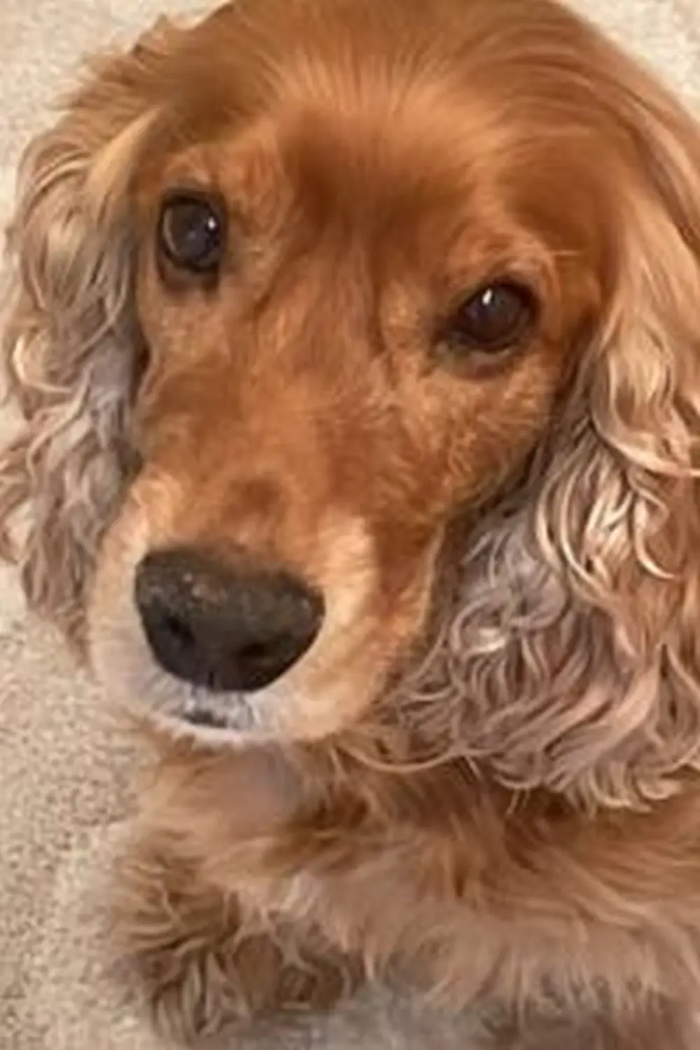 Hund von Tierschutzverein Pforzheim und Umgebung e.V