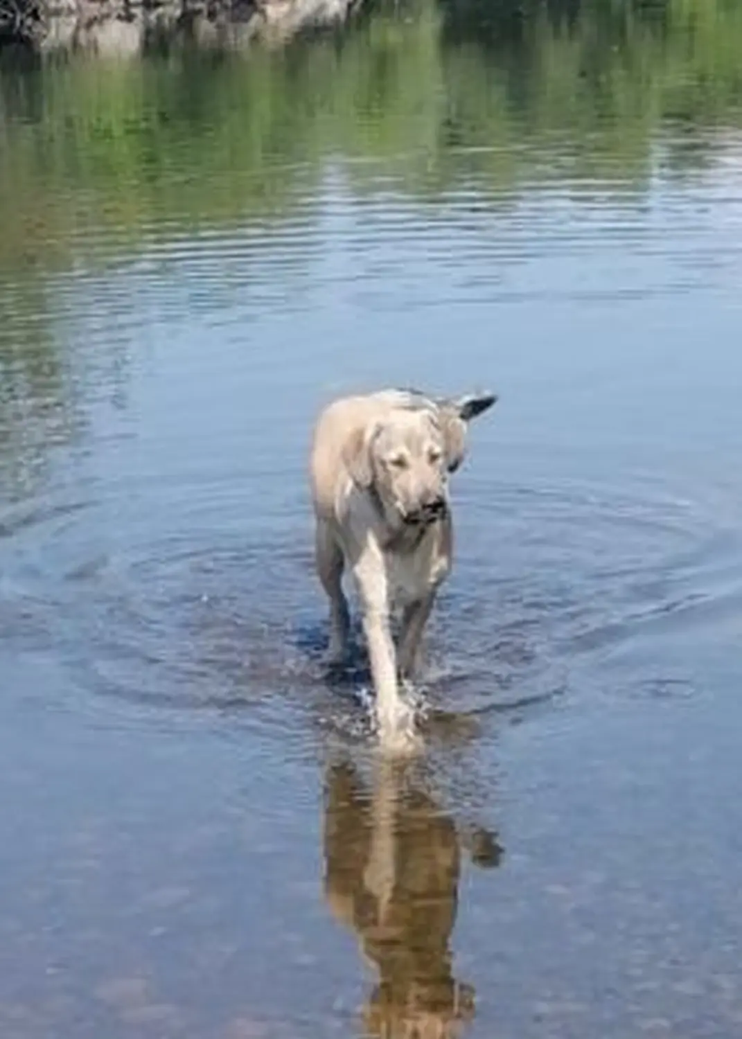 Hund von Tierschutzverein Pforzheim und Umgebung e.V