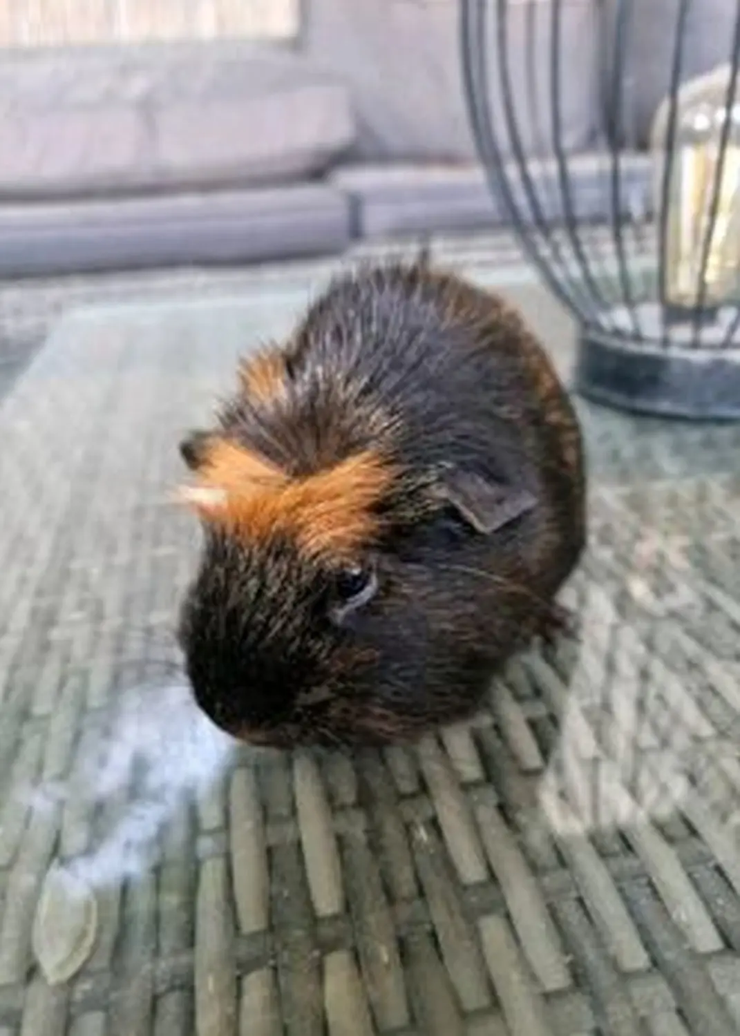 Ratte von Tierschutzverein Pforzheim und Umgebung e.V