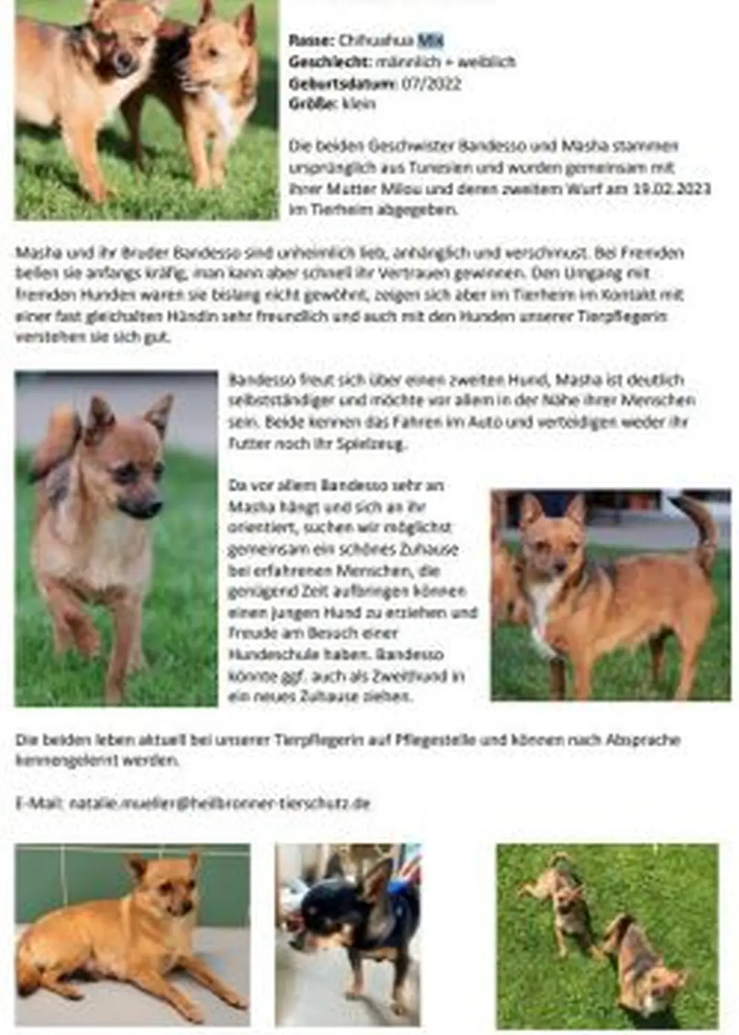 Infos zum hund von Tierschutzverein Pforzheim und Umgebung e.V