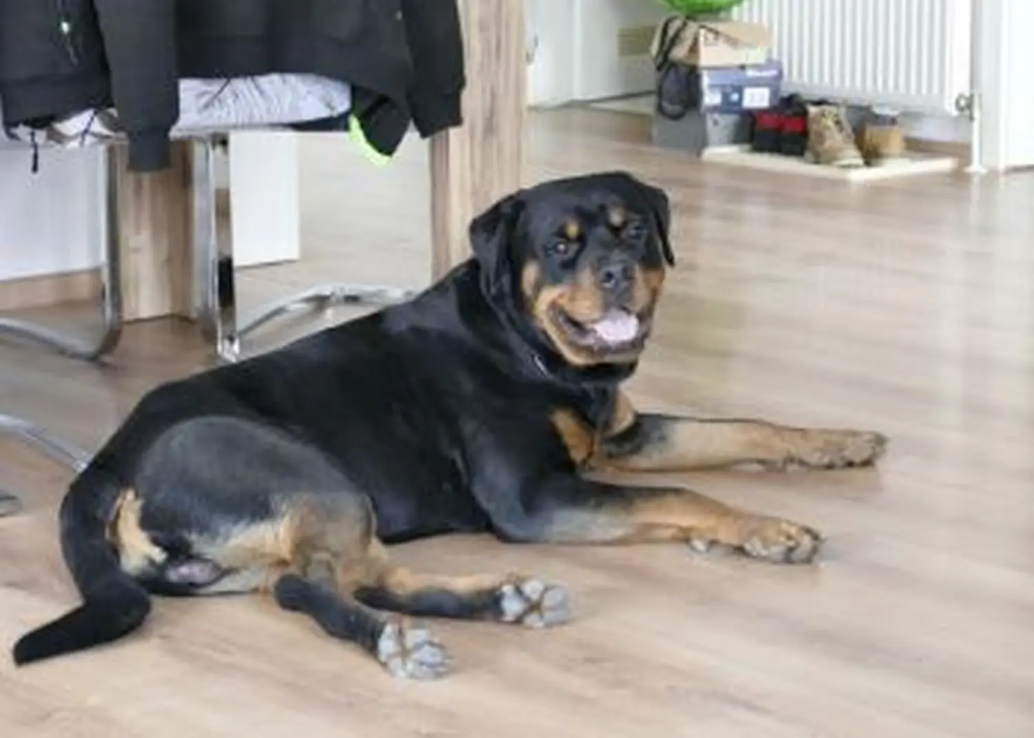 Hund von Tierschutzverein Pforzheim und Umgebung e.V