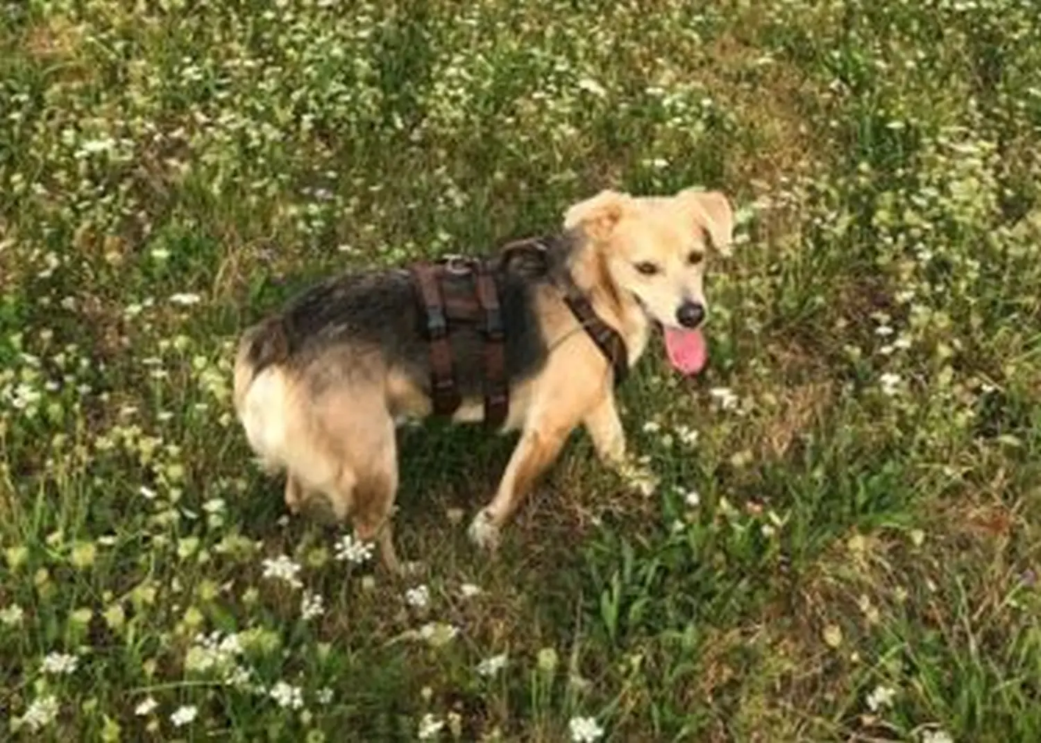 Hund von Tierschutzverein Pforzheim und Umgebung e.V