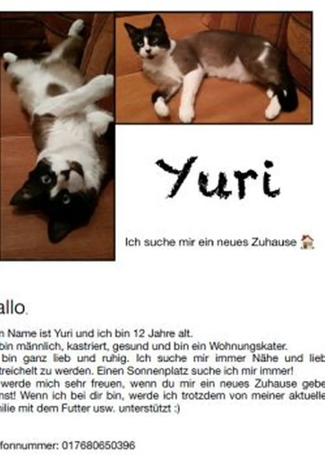 Katze von Tierschutzverein Pforzheim und Umgebung e.V