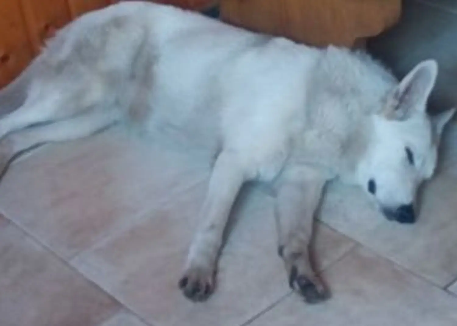 Hund von Tierschutzverein Pforzheim und Umgebung e.V