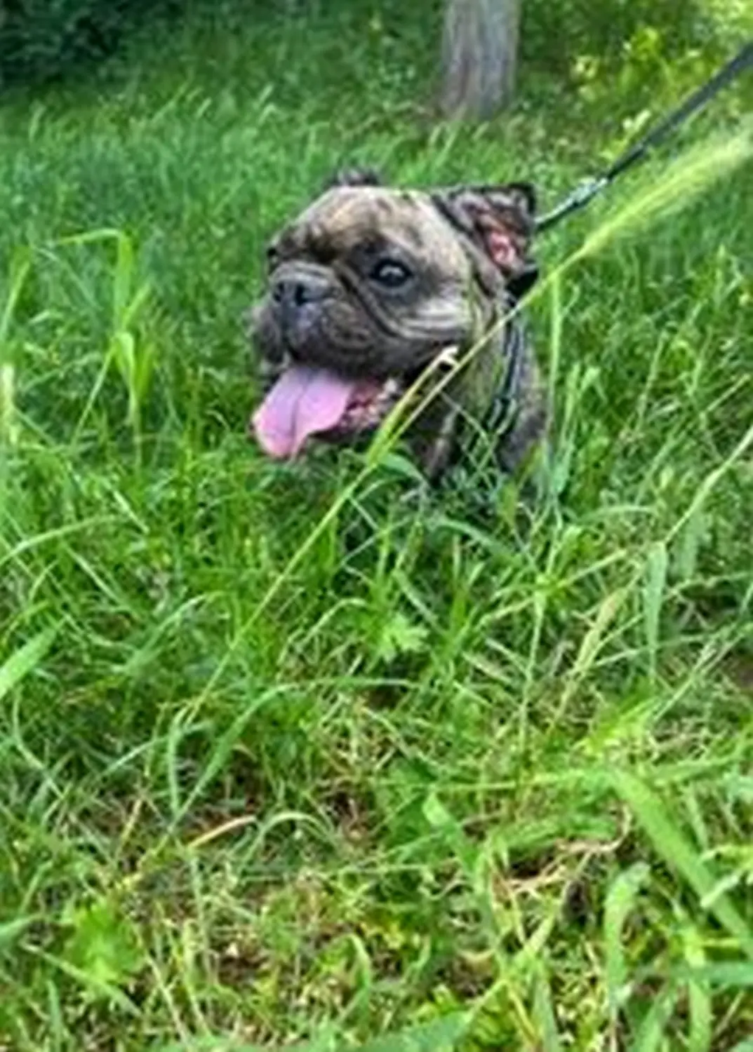 Hund von Tierschutzverein Pforzheim und Umgebung e.V