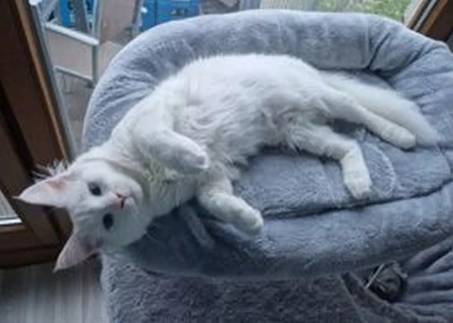 Katze von Tierschutzverein Pforzheim und Umgebung e.V