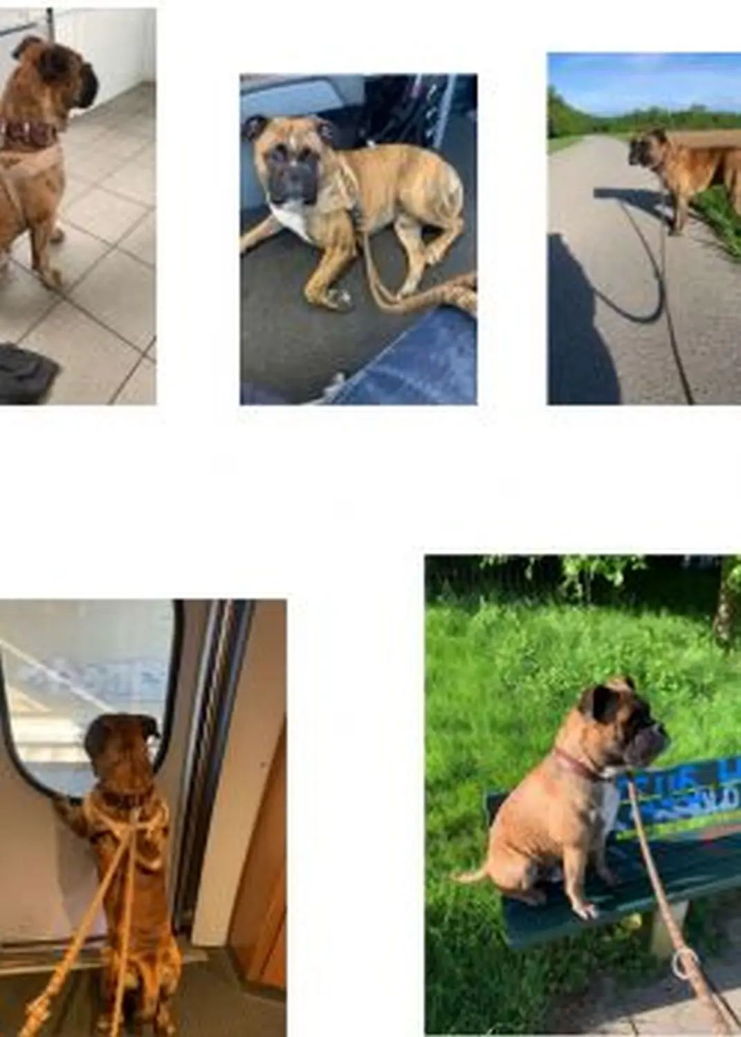 Hund von Tierschutzverein Pforzheim und Umgebung e.V