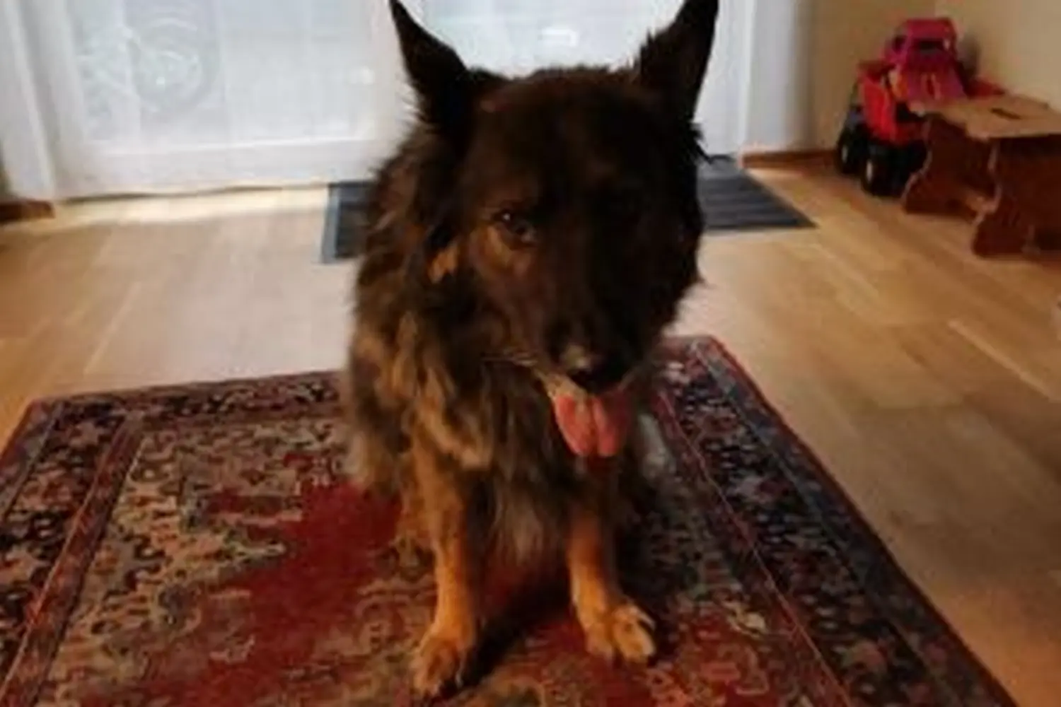 Hund von Tierschutzverein Pforzheim und Umgebung e.V