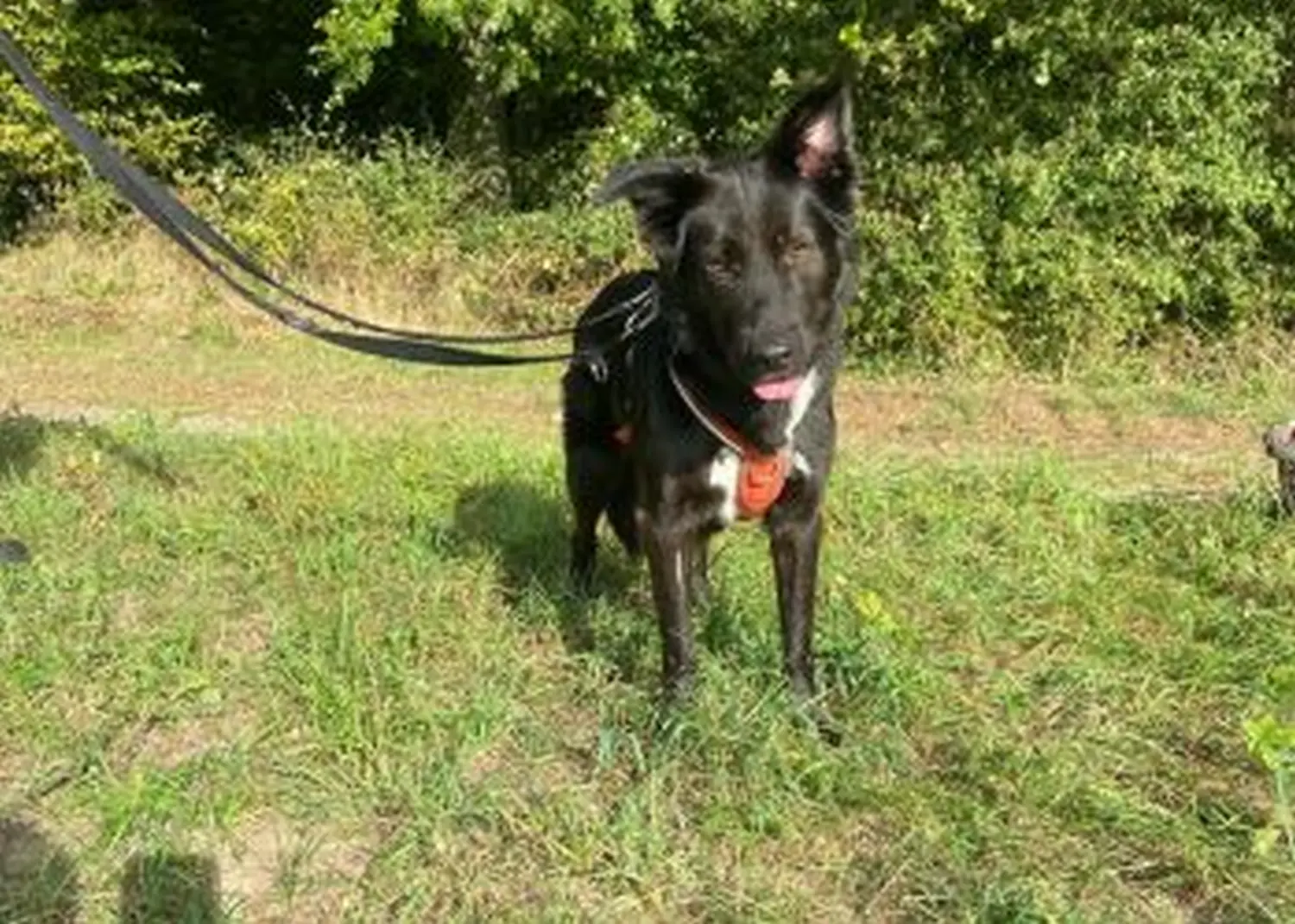 Hund von Tierschutzverein Pforzheim und Umgebung e.V