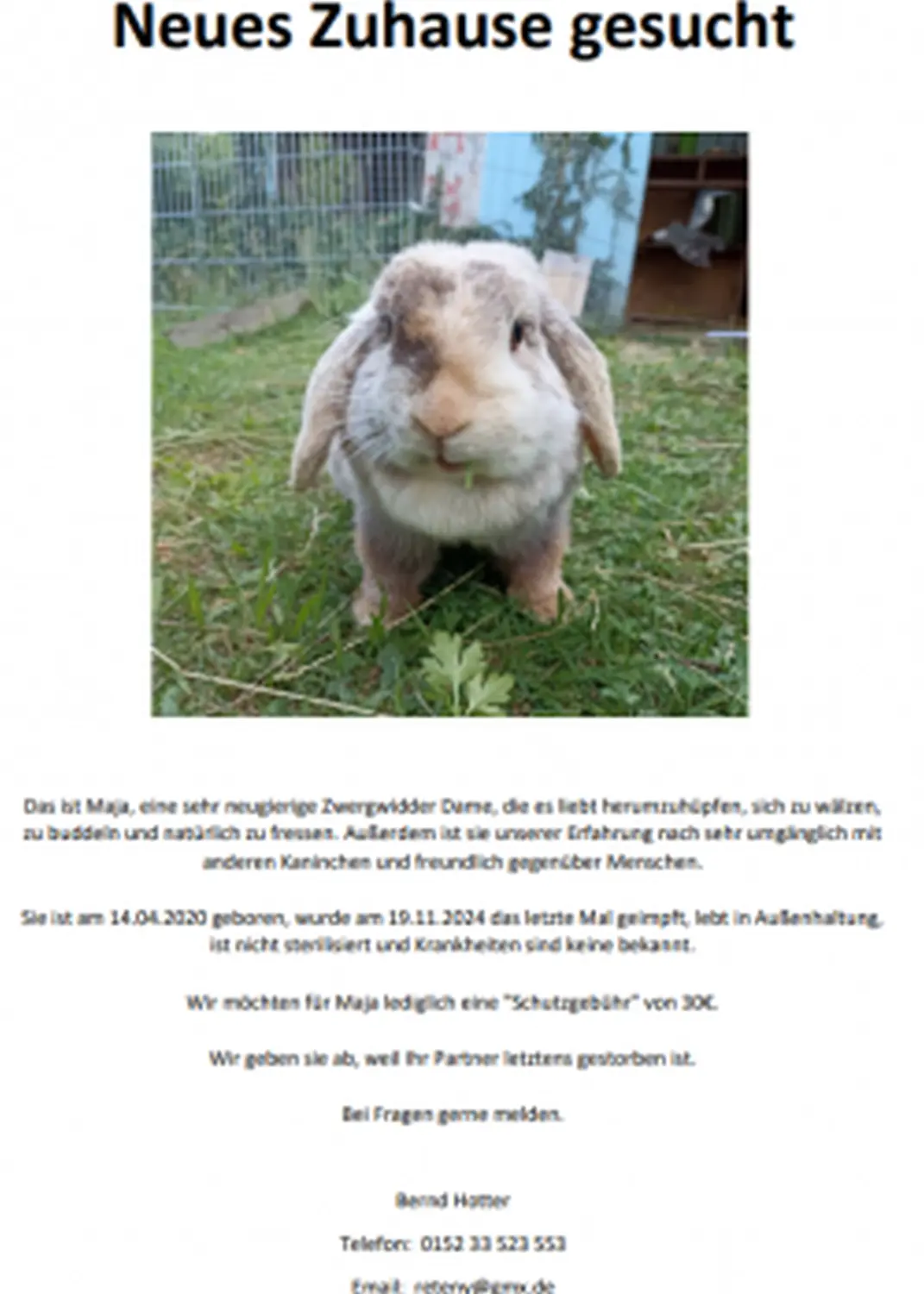 Infos zum Kaninchen  von Tierschutzverein Pforzheim und Umgebung e.V