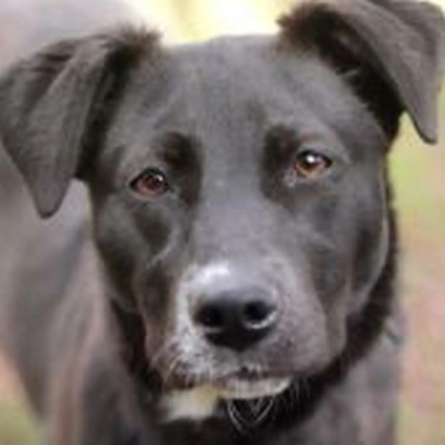 Hund von Tierschutzverein Pforzheim und Umgebung e.V