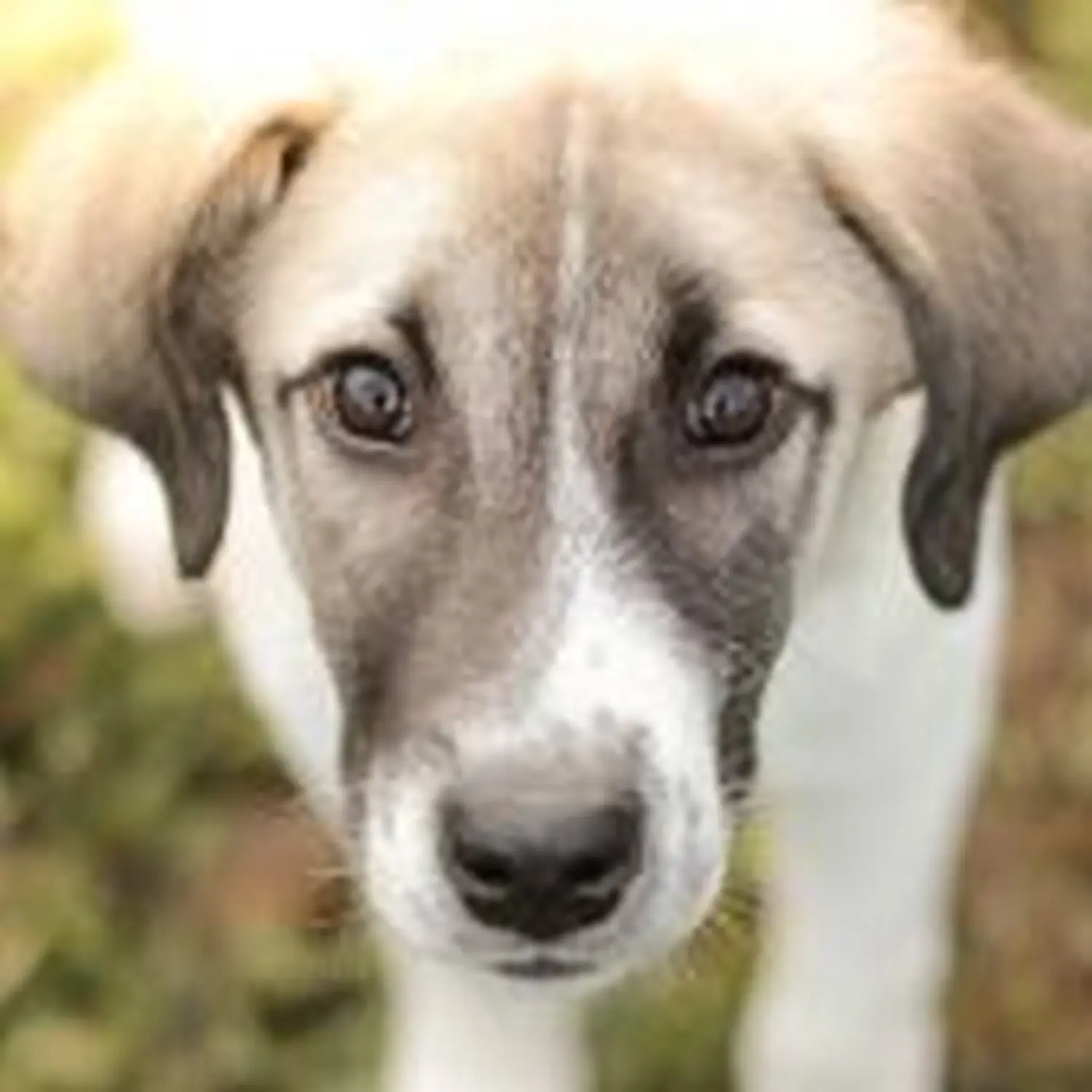 Hund von Tierschutzverein Pforzheim und Umgebung e.V