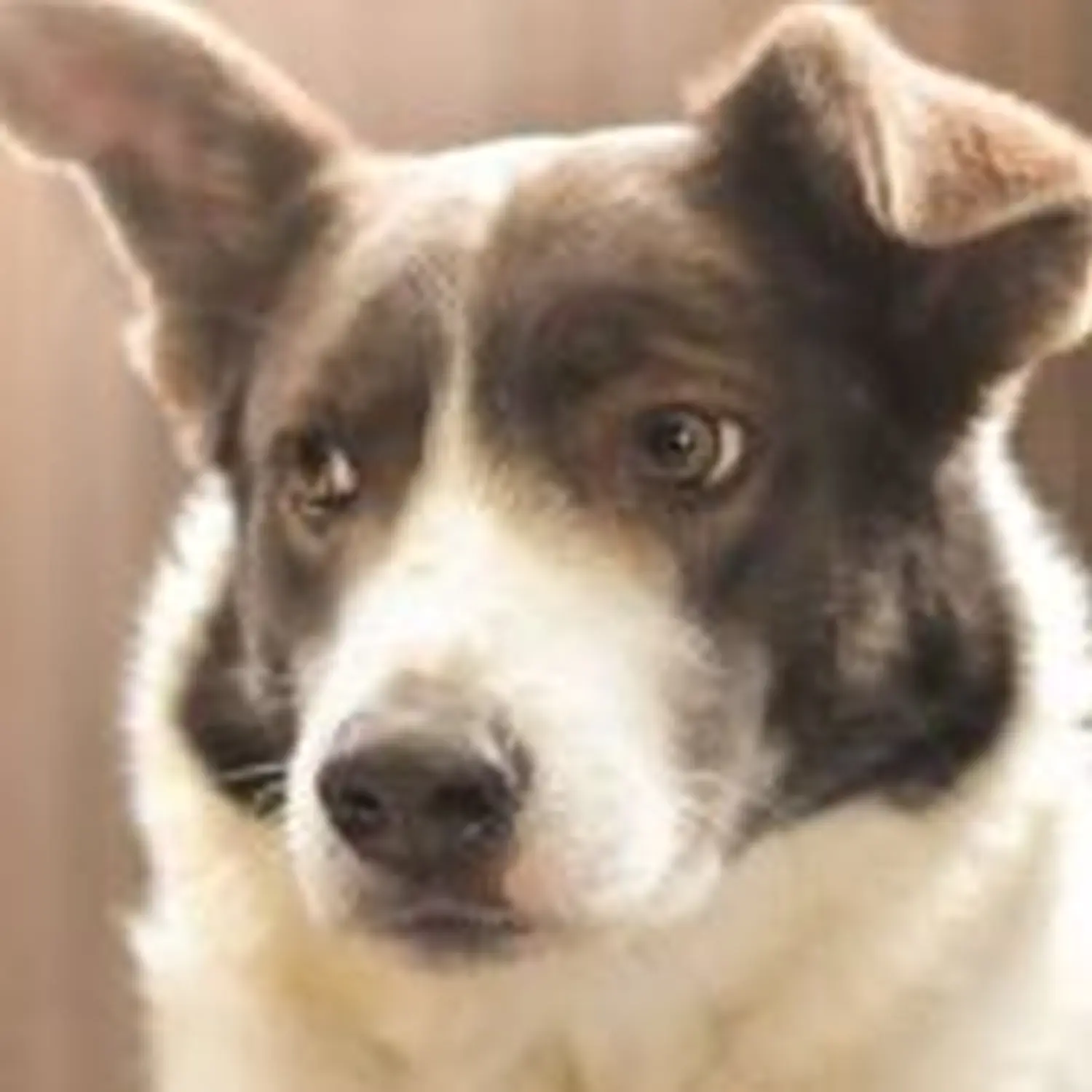 Hund von Tierschutzverein Pforzheim und Umgebung e.V