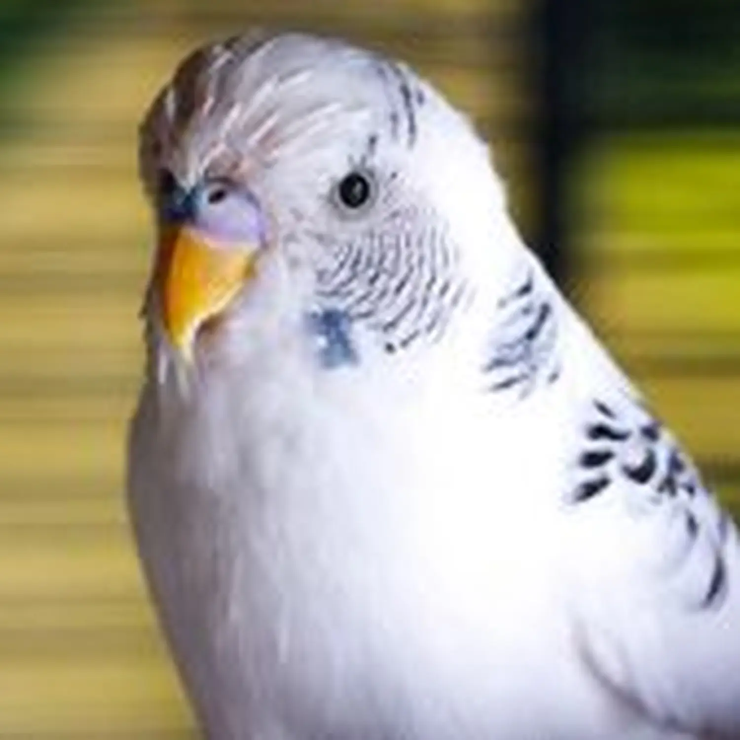  Vögel von Tierschutzverein Pforzheim und Umgebung e.V