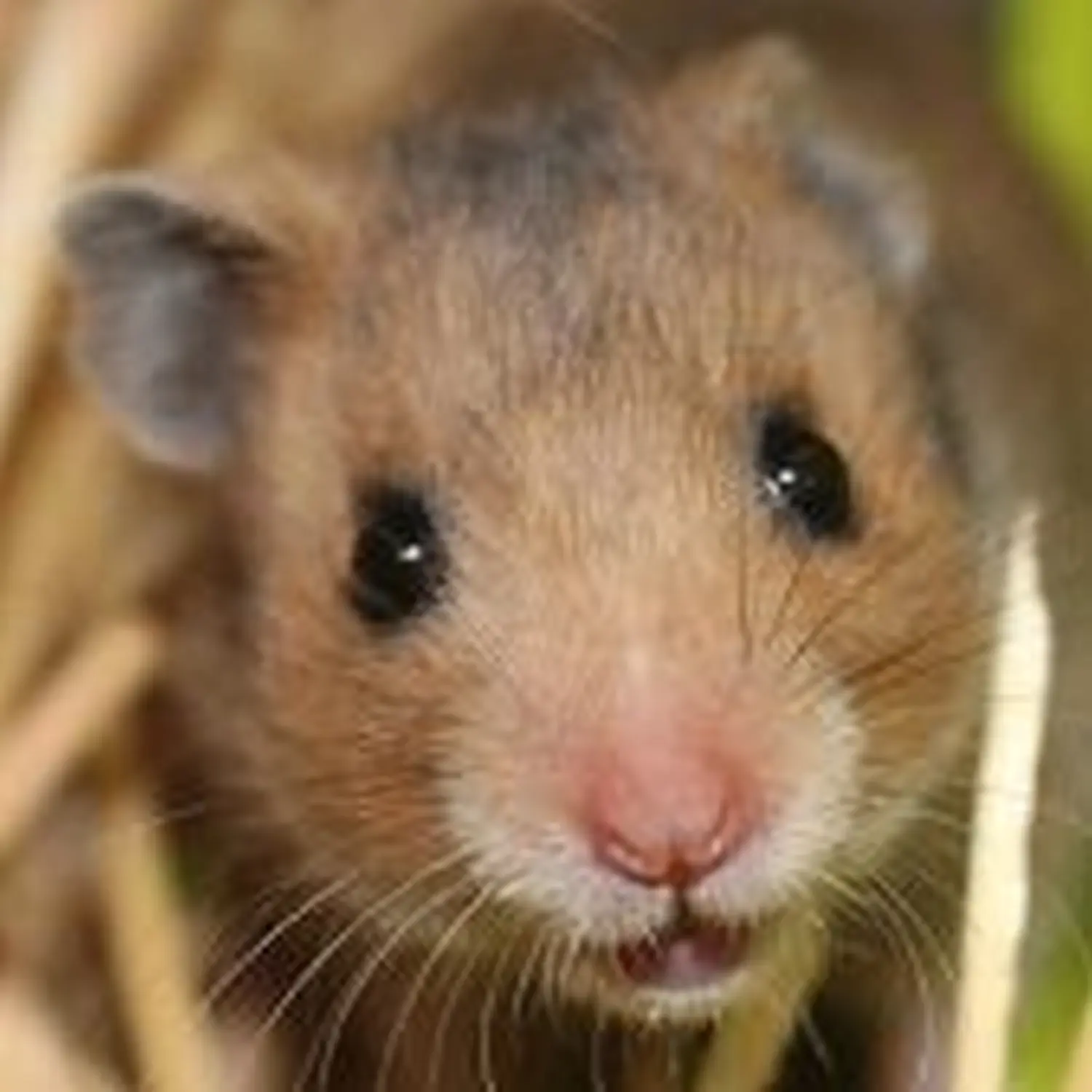 Ratten von Tierschutzverein Pforzheim und Umgebung e.V