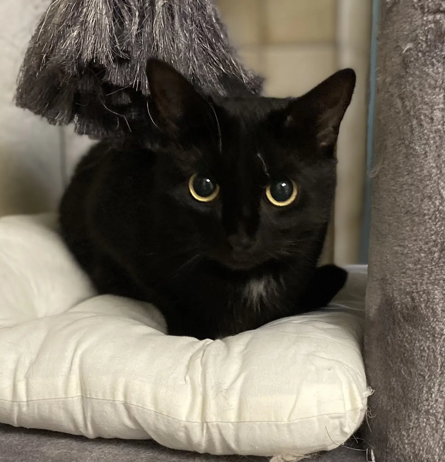Katze von Tierschutzverein Pforzheim und Umgebung e.V