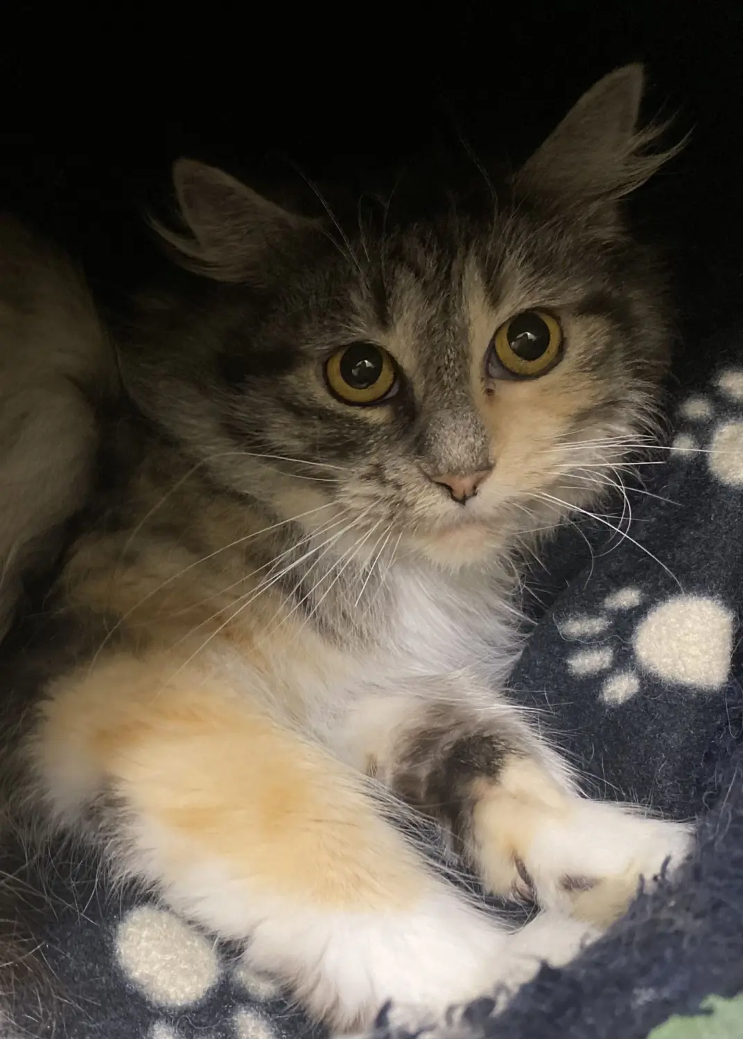 Katze von Tierschutzverein Pforzheim und Umgebung e.V