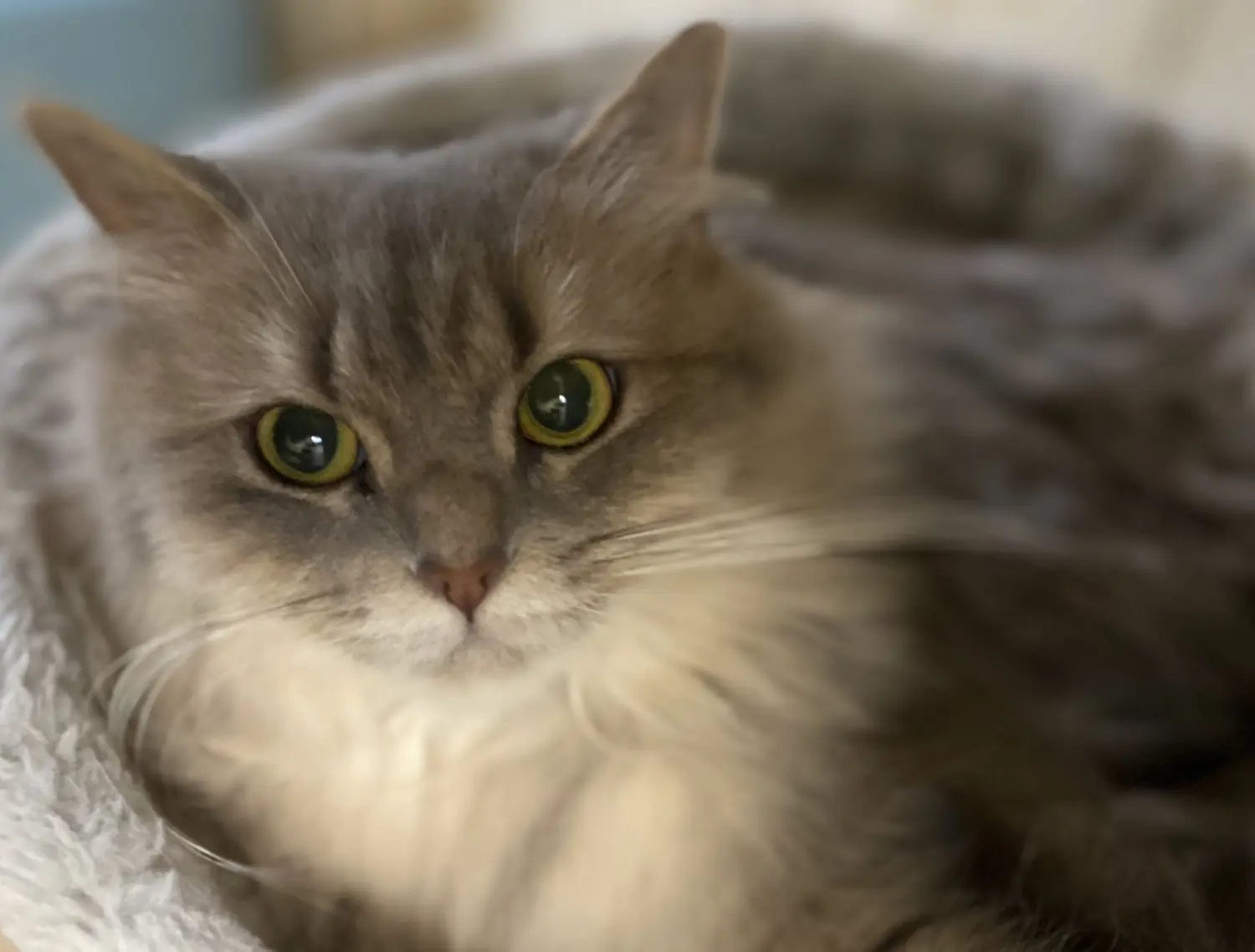 Katze von Tierschutzverein Pforzheim und Umgebung e.V
