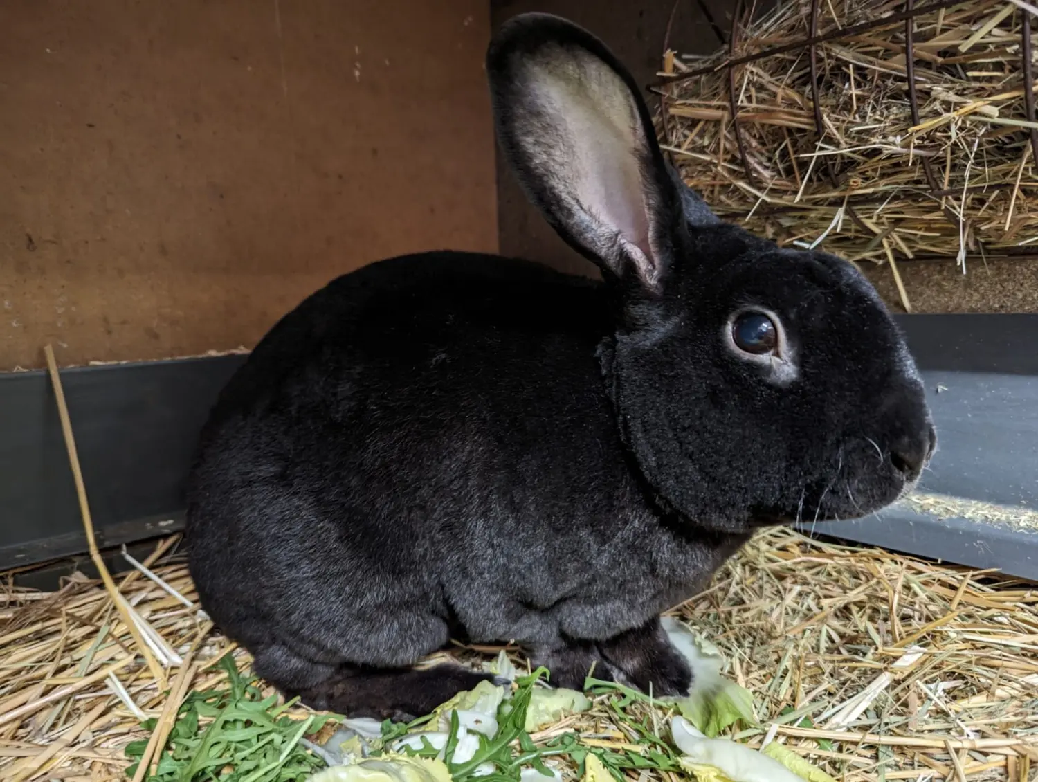 Kaninchen von Tierschutzverein Pforzheim und Umgebung e.V