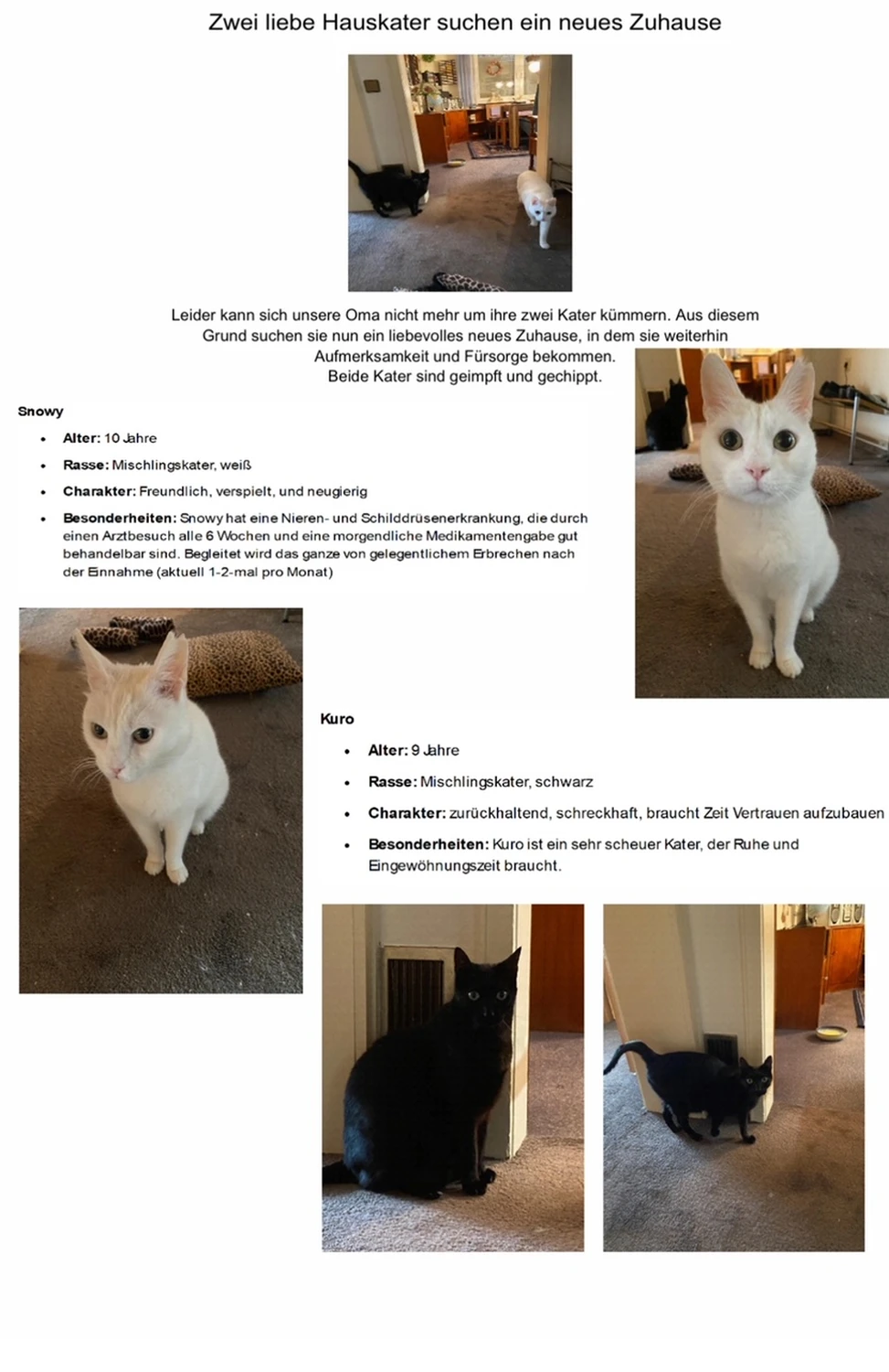 Katze von Tierschutzverein Pforzheim und Umgebung e.V