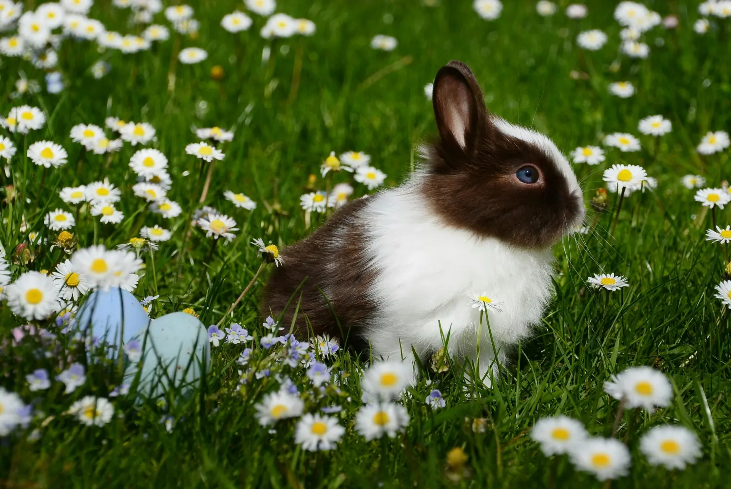 Kaninchen von Tierschutzverein Pforzheim und Umgebung e.V