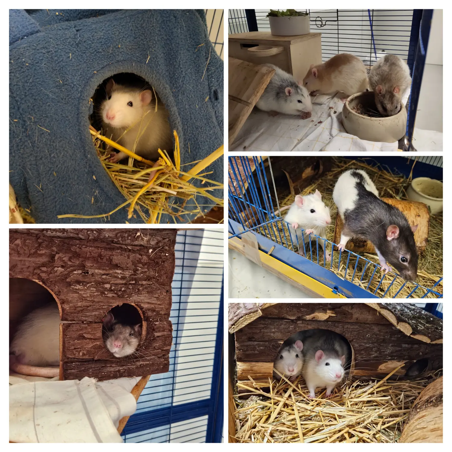 Kaninchen von Tierschutzverein Pforzheim und Umgebung e.V