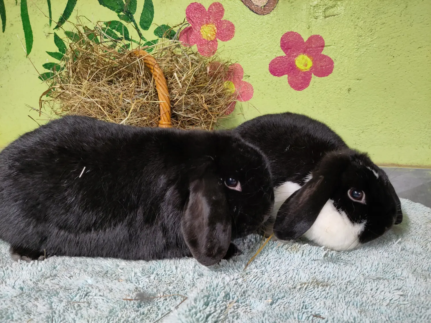 Kaninchen von Tierschutzverein Pforzheim und Umgebung e.V