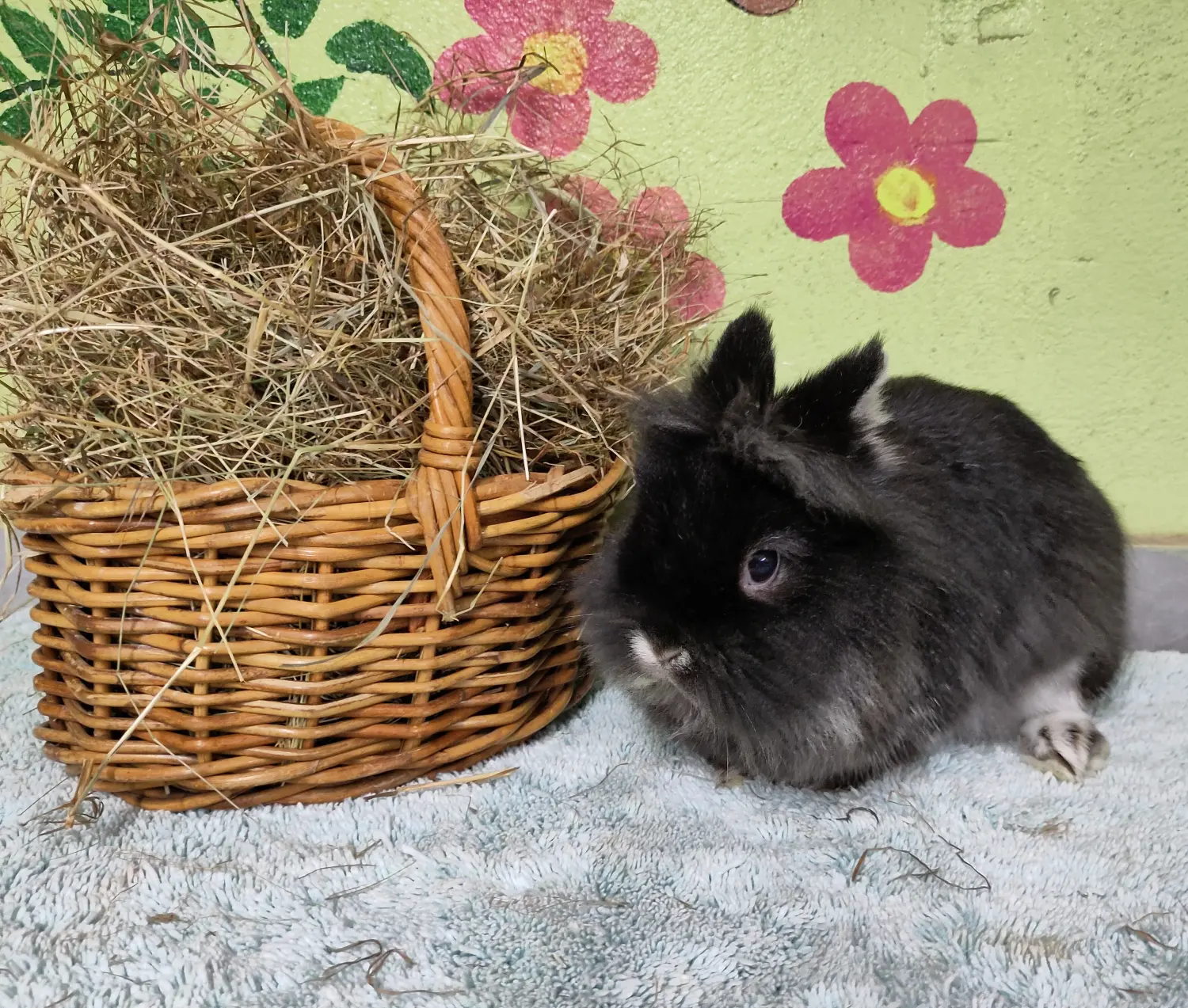 Kaninchen von Tierschutzverein Pforzheim und Umgebung e.V