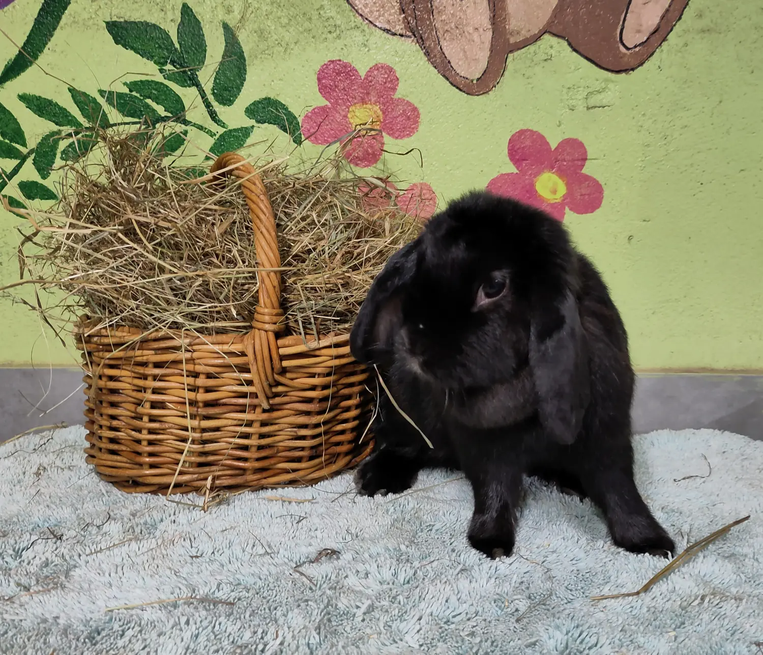 Kaninchen von Tierschutzverein Pforzheim und Umgebung e.V