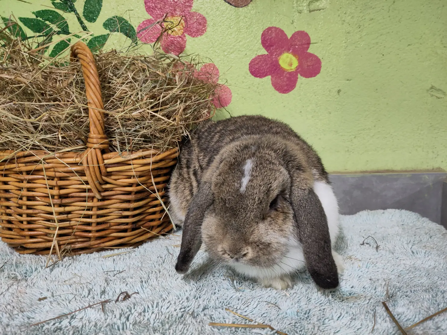 Kaninchen von Tierschutzverein Pforzheim und Umgebung e.V