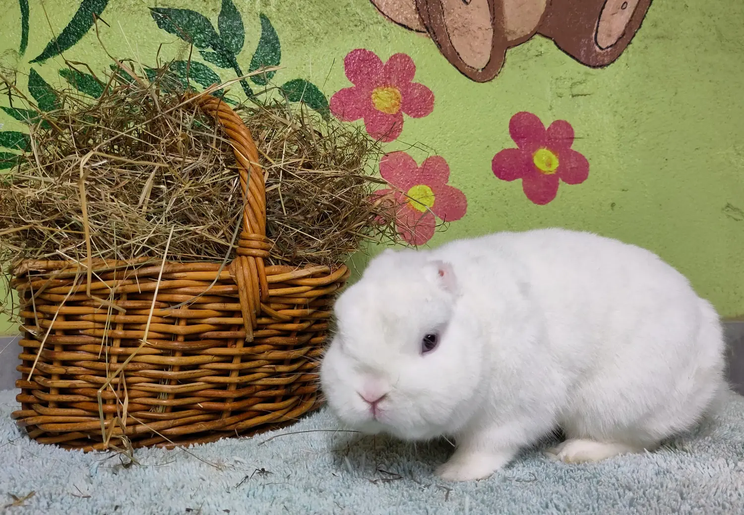 Kaninchen von Tierschutzverein Pforzheim und Umgebung e.V