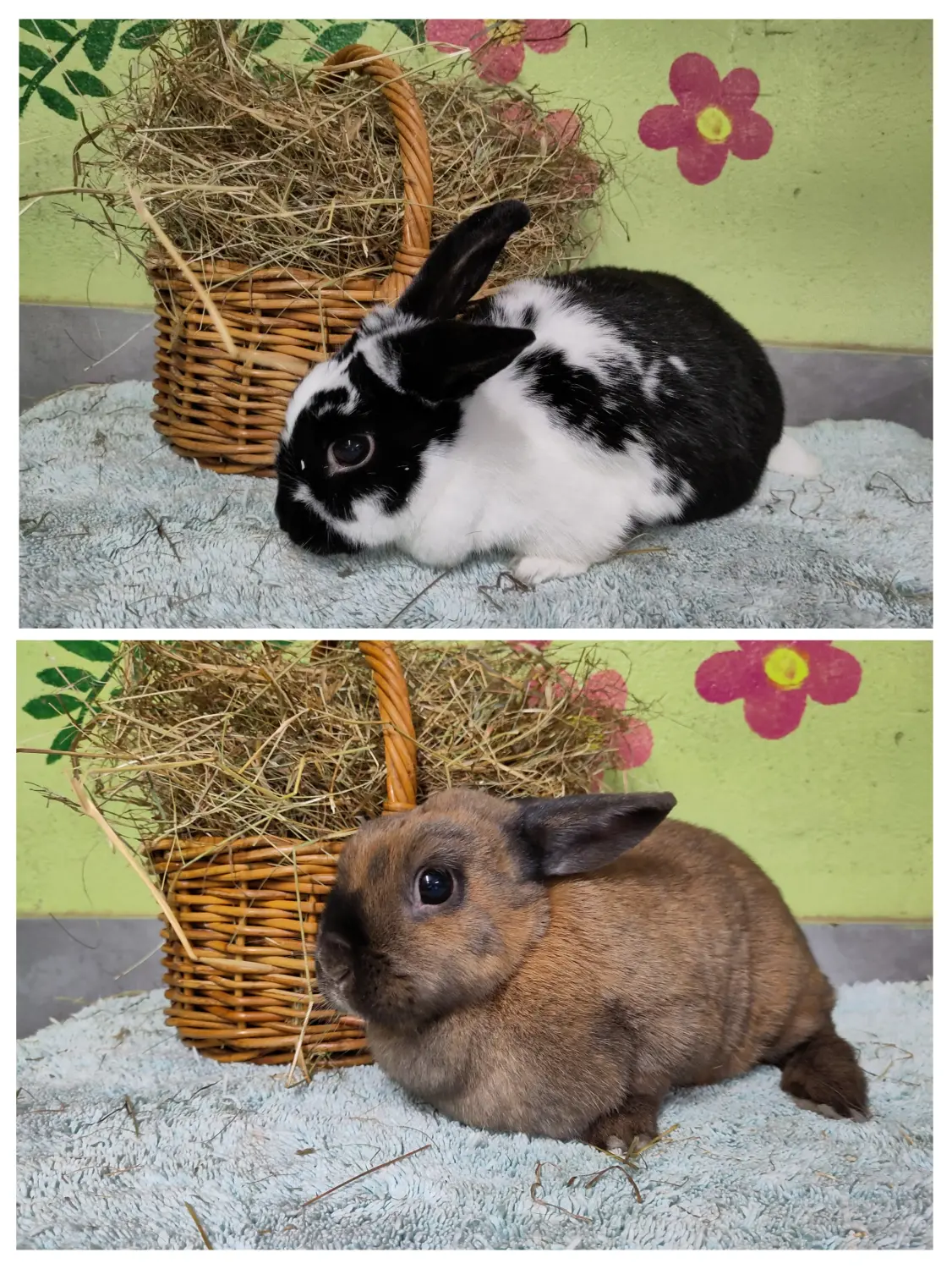 Kaninchen von Tierschutzverein Pforzheim und Umgebung e.V