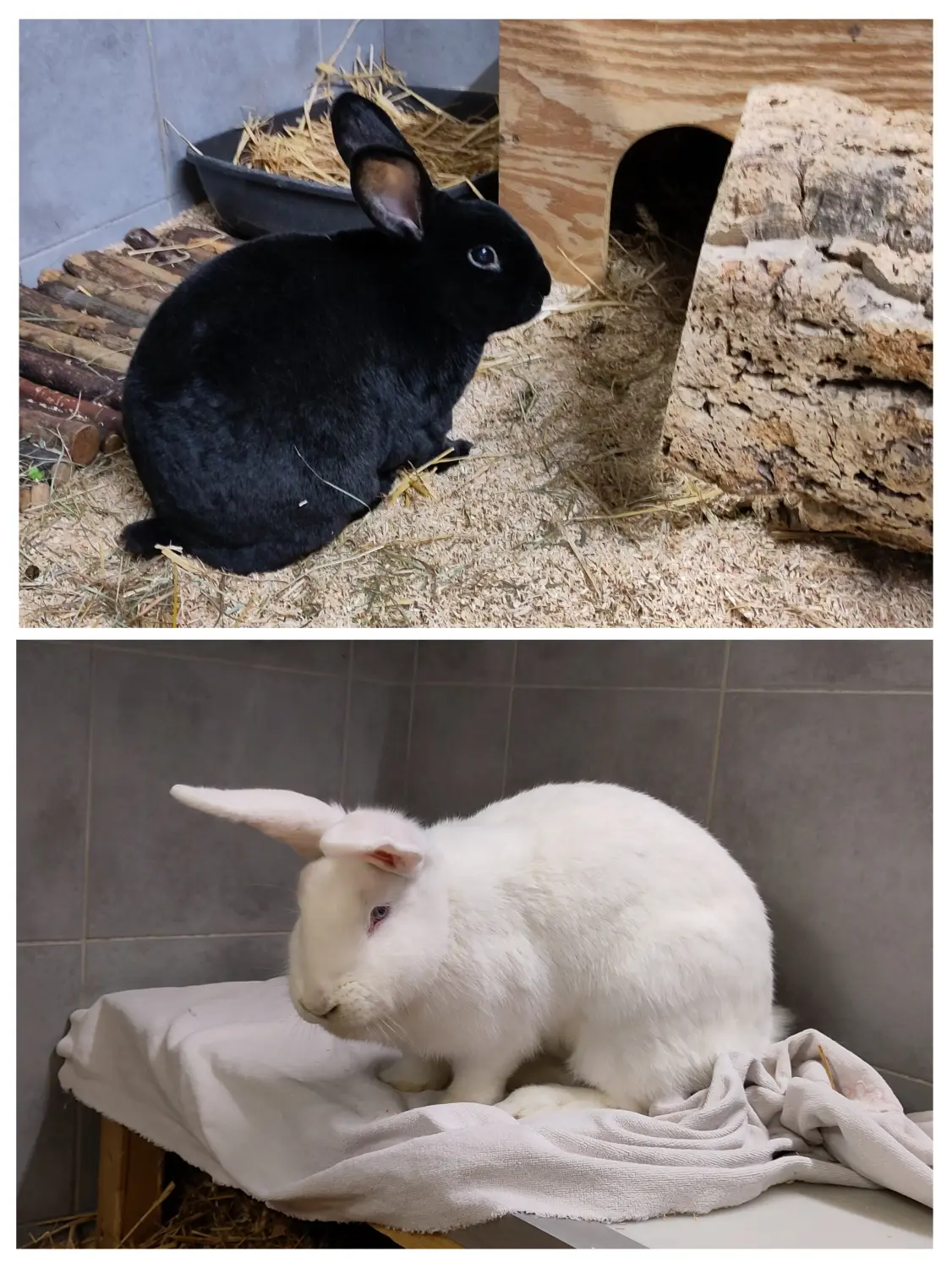 Kaninchen von Tierschutzverein Pforzheim und Umgebung e.V