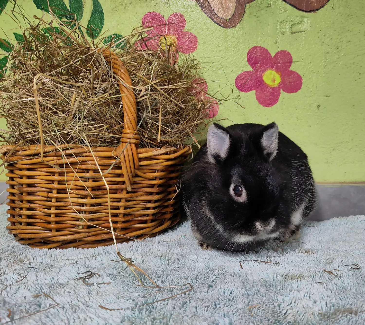 Kaninchen von Tierschutzverein Pforzheim und Umgebung e.V