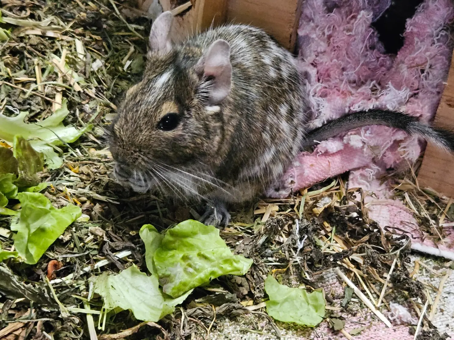 Kaninchen von Tierschutzverein Pforzheim und Umgebung e.V