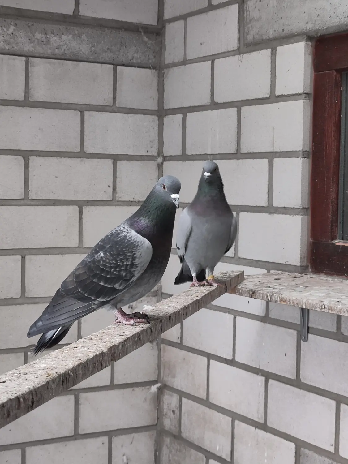  Vögel von Tierschutzverein Pforzheim und Umgebung e.V