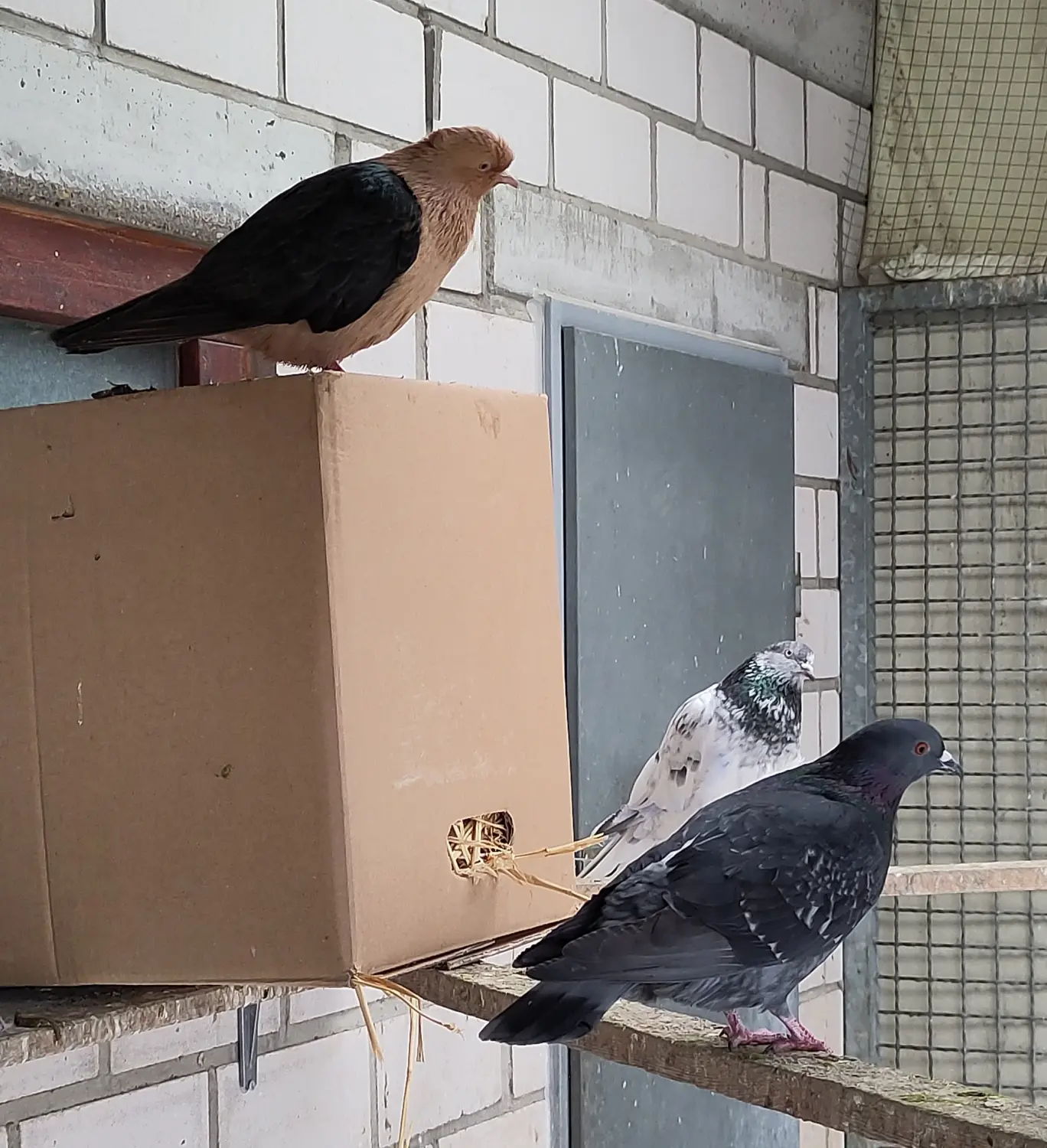  Vögel von Tierschutzverein Pforzheim und Umgebung e.V