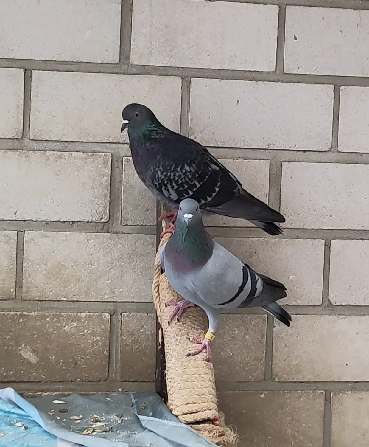  Vögel von Tierschutzverein Pforzheim und Umgebung e.V