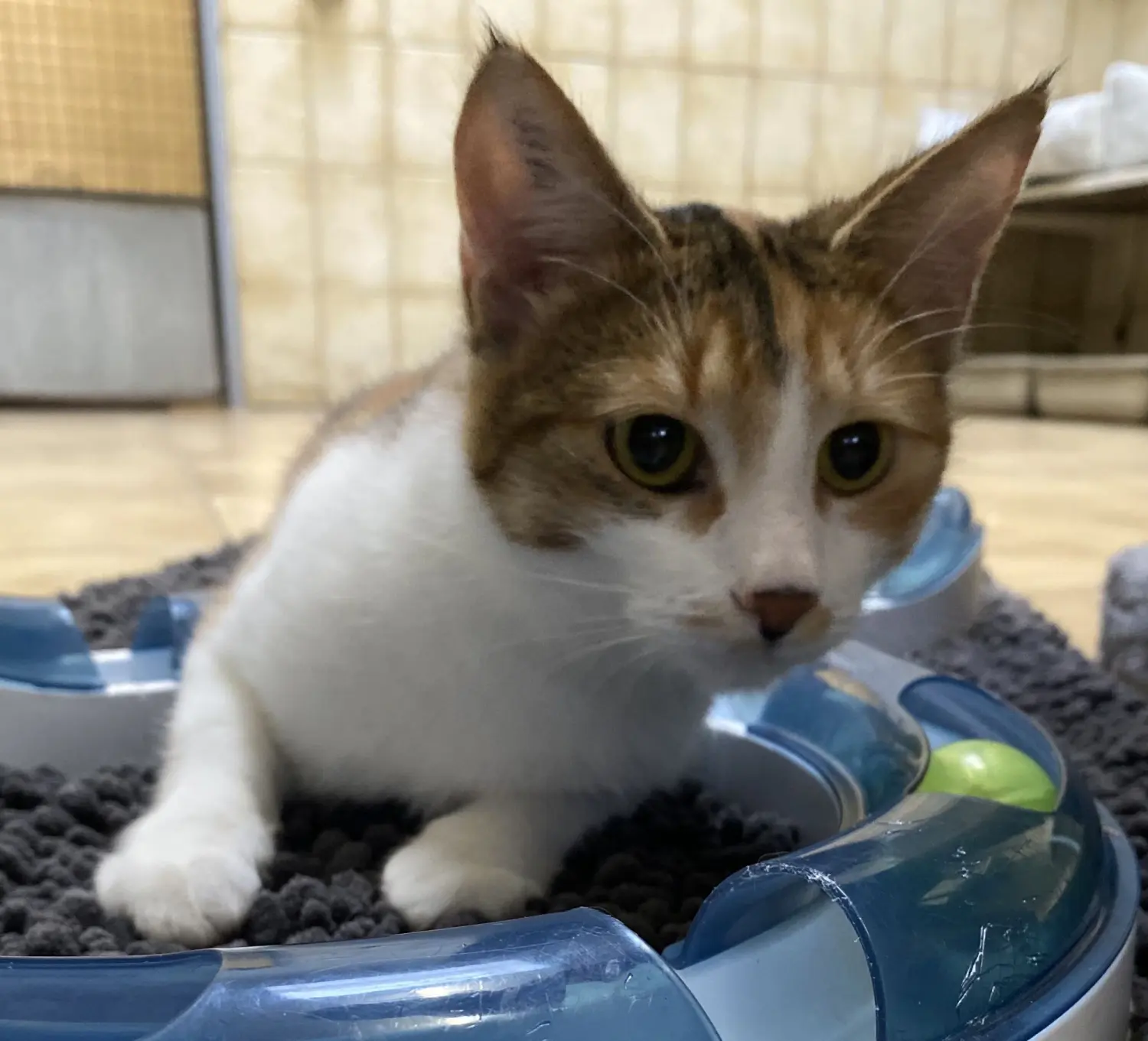 Katze von Tierschutzverein Pforzheim und Umgebung e.V