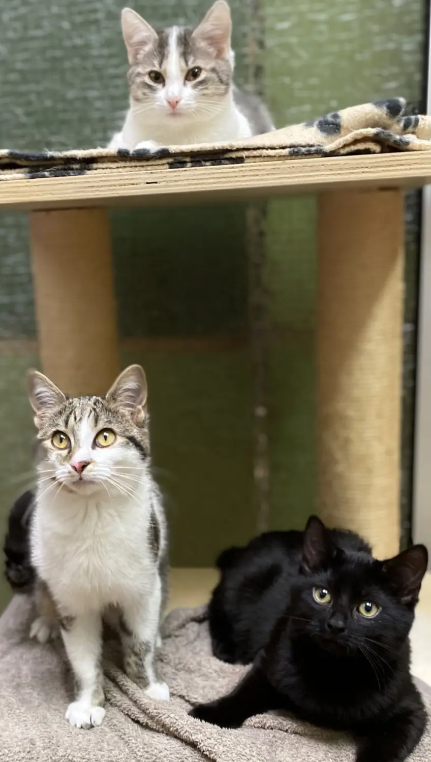 Katze von Tierschutzverein Pforzheim und Umgebung e.V