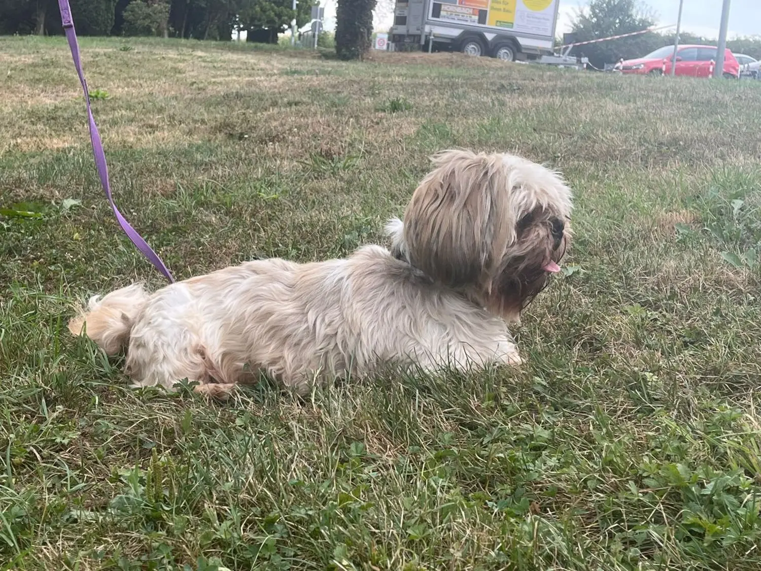 Hund von Tierschutzverein Pforzheim und Umgebung e.V