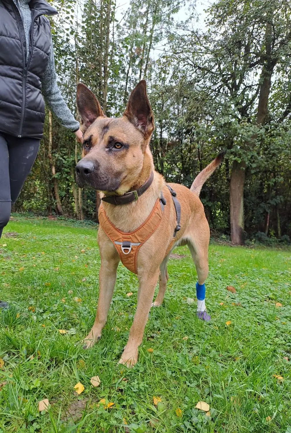 Hund von Tierschutzverein Pforzheim und Umgebung e.V