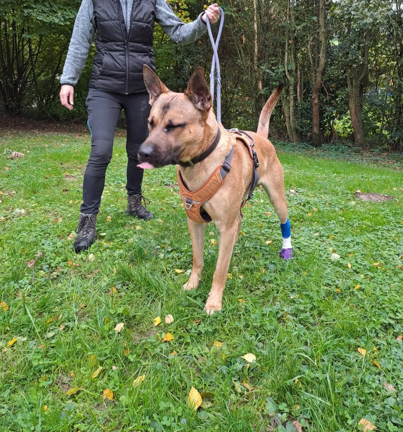 Hund von Tierschutzverein Pforzheim und Umgebung e.V