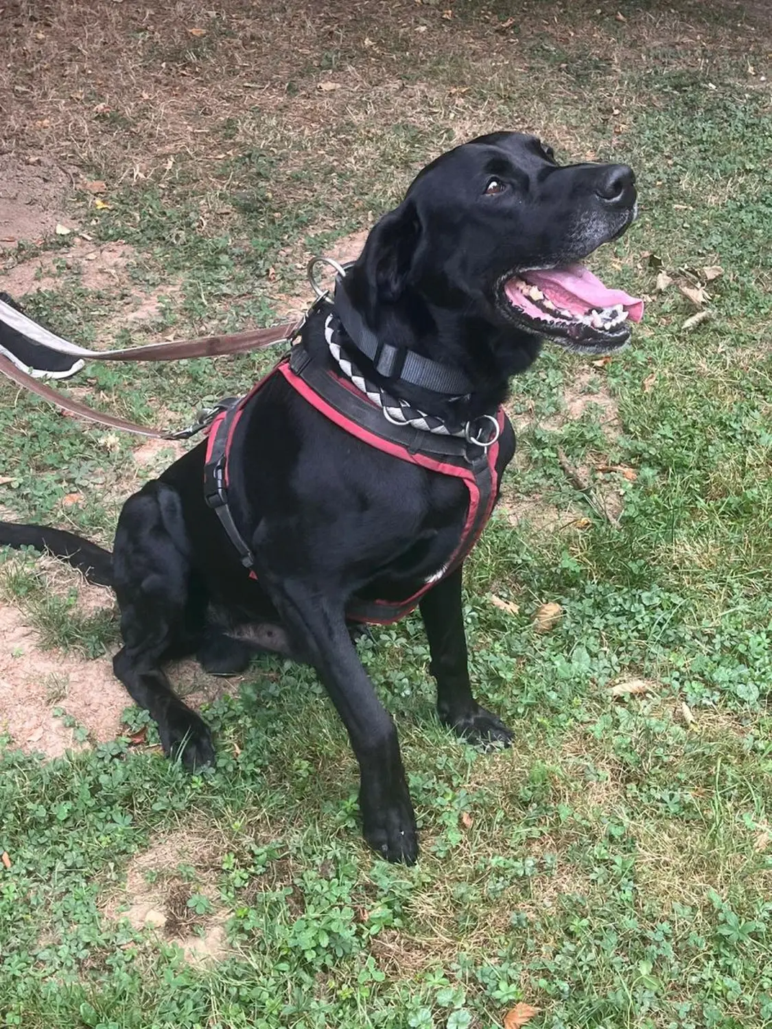 Hund von Tierschutzverein Pforzheim und Umgebung e.V